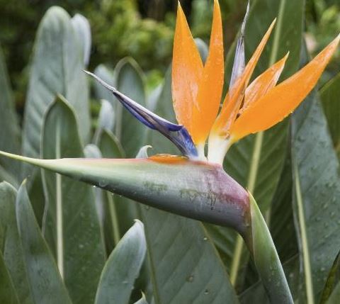 Birds Of Paradise By Case
